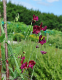 Tuoksuherne 'Black Knight'