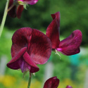 Tuoksuherne 'Black Knight'