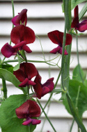 Tuoksuherne 'Black Knight'