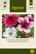 Kesämalvikki