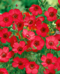 Punapellava 'Rubrum'