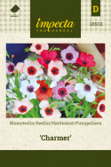 Punapellava 'Charmer'