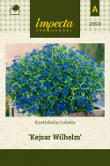 Lobelia 'Kejsar Wilhelm'