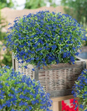 Lobelia 'Kejsar Wilhelm'