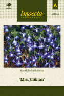 Lobelia 'Mrs. Clibran'