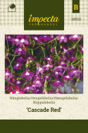 Riippalobelia 'Cascade Red'