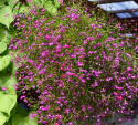 Riippalobelia 'Cascade Red'