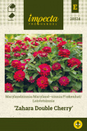Loistotsinnia 'Zahara Double Cherry'