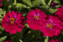 Loistotsinnia 'Zahara Double Cherry'