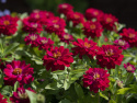 Loistotsinnia 'Zahara Double Cherry'