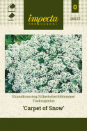 Tuoksupielus 'Carpet Of Snow'