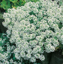 Tuoksupielus 'Carpet Of Snow'