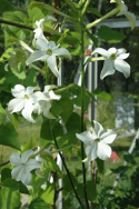 Suuri koristetupakka 'Grandiflora'