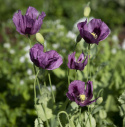 Oopiumunikko 'Hungarian Blue'