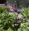Oopiumunikko 'Hungarian Blue'
