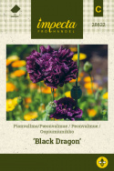 Pioniunikko 'Black Dragon'