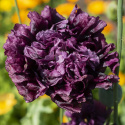Pioniunikko 'Black Dragon'