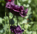 Pioniunikko 'Black Dragon'