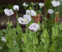 Oopiumunikko 'Bread Seed Poppy'