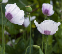 Oopiumunikko 'Bread Seed Poppy'