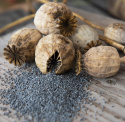 Oopiumunikko 'Bread Seed Poppy'