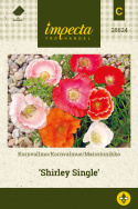 Silkkiunikko 'Shirley Single'