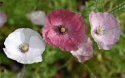 Silkkiunikko 'Mother of Pearl'