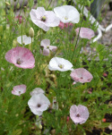 Silkkiunikko 'Mother of Pearl'