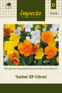 Sarviorvokki F1 'Sorbet XP Citrus'
