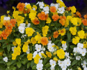 Sarviorvokki F1 'Sorbet XP Citrus'