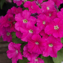 Petunia F1 'Eagle Pink'