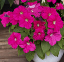 Petunia F1 'Eagle Pink'