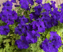 Petunia F1 'Eagle Blue'