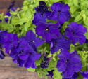 Petunia F1 'Eagle Blue'