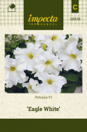 Petunia F1 'Eagle White'