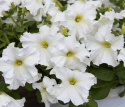 Petunia F1 'Eagle White'
