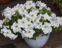 Petunia F1 'Eagle White'