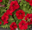 Petunia F1 'Eagle Red'
