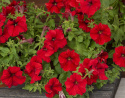 Petunia F1 'Eagle Red'