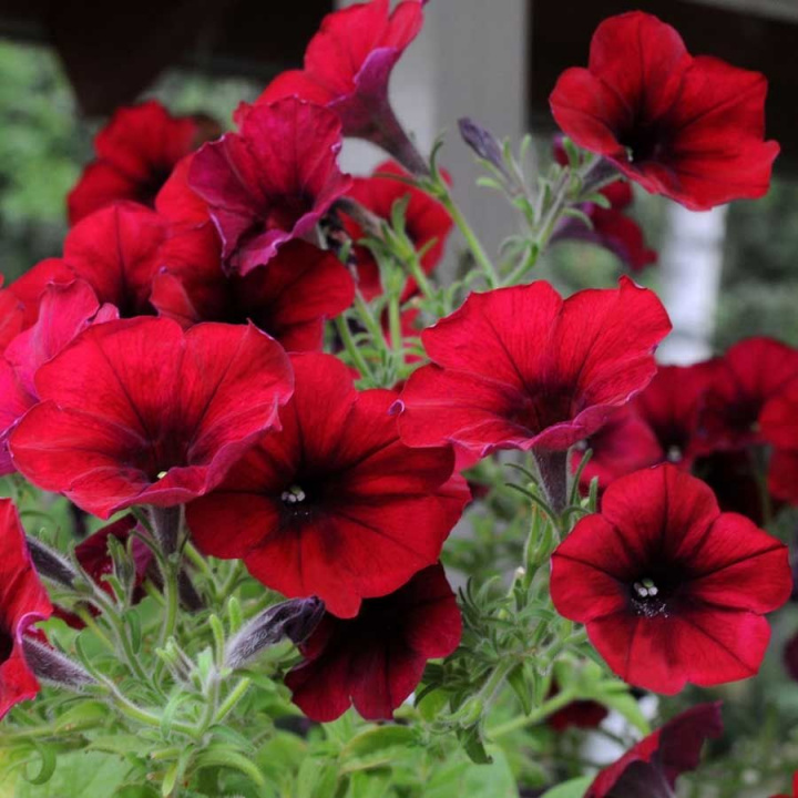 Riippapetunia F1 'Easy Wave Red Velour'