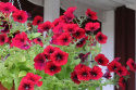 Riippapetunia F1 'Easy Wave Red Velour'