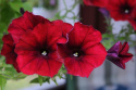 Riippapetunia F1 'Easy Wave Red Velour'