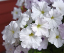 Riippapetunia F1 'Easy Wave White'