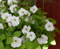 Riippapetunia F1 'Easy Wave White'