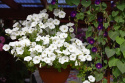 Riippapetunia F1 'Easy Wave White'