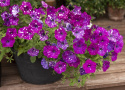 Petunia F1 'Dot Star Dark Violet'