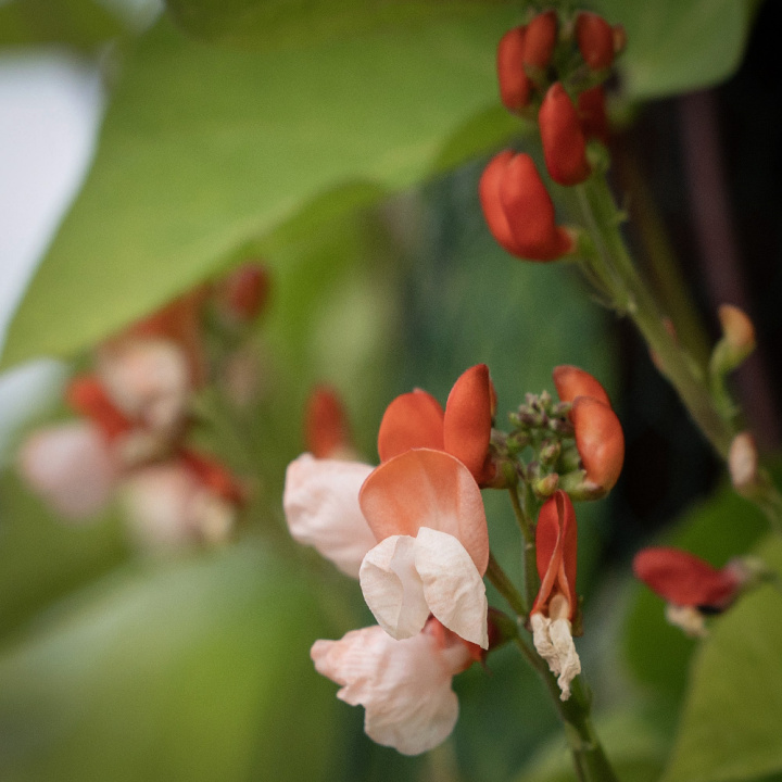 Ruusupapu 'Painted Lady'