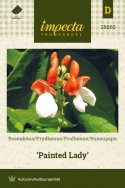 Ruusupapu 'Painted Lady'