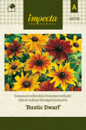Kesäpäivänhattu 'Rustic Dwarf'