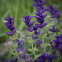 Kirjosalvia 'Blue Monday'